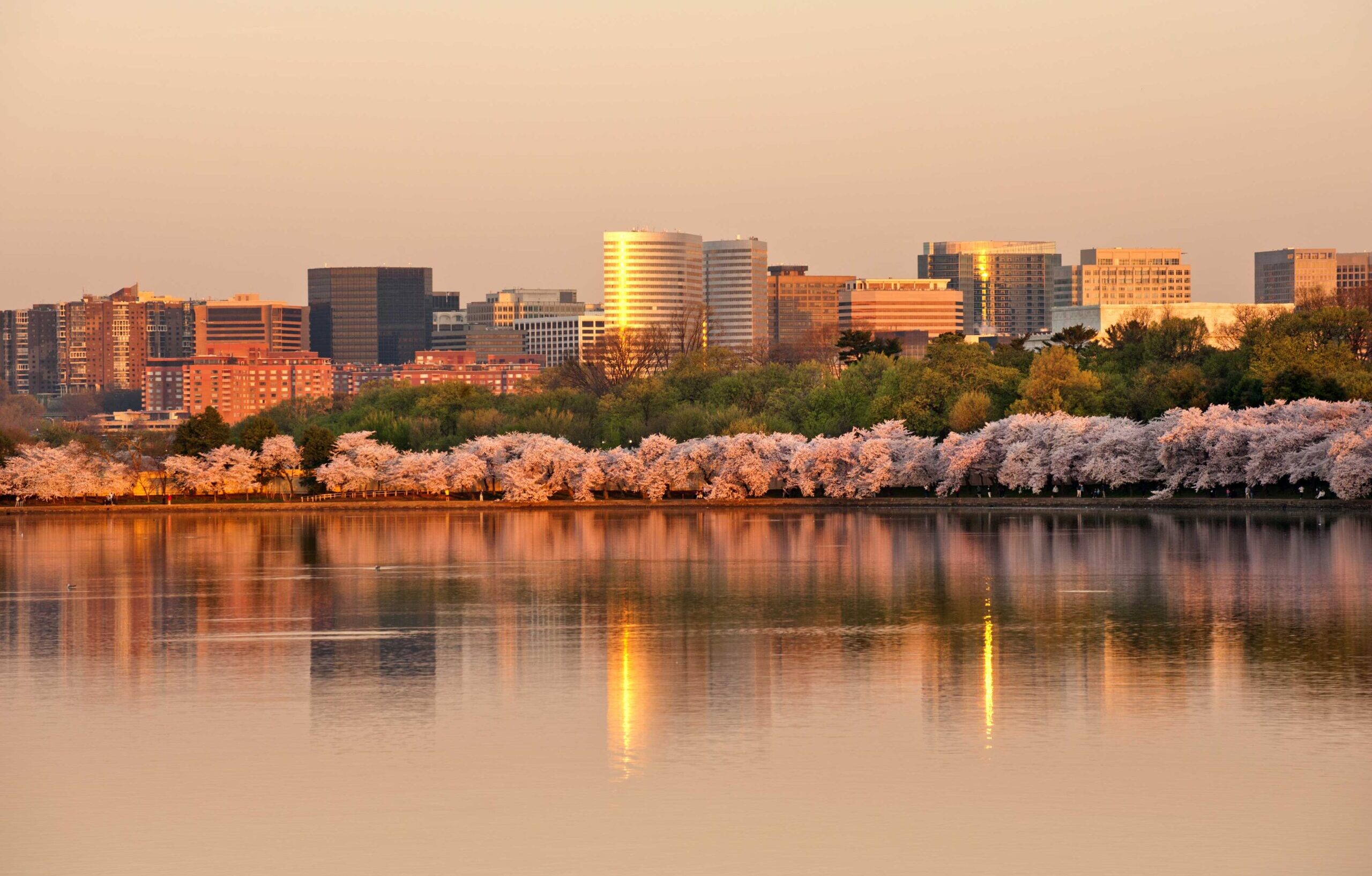Arlington VA with cherry blossom in sunrise scaled e1748014293153